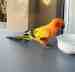 Conure