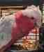 Galah Cockatoo