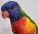 Lory / Lorikeet