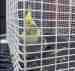 Cockatiel