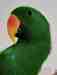 Eclectus