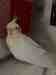 Cockatiel