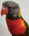 Lory / Lorikeet