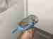 Budgerigar