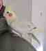 Cockatiel