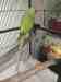 Alexandrine