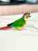 Conure