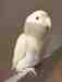 Lovebird