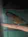 Conure