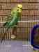 Budgerigar