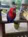 Eclectus