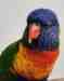 Lory / Lorikeet