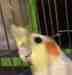 Cockatiel