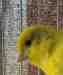 Canary