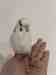 Budgerigar