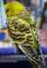 Budgerigar