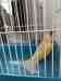 Canary