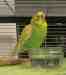 Budgerigar