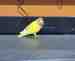 Lovebird