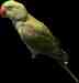 Alexandrine