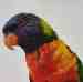 Lory / Lorikeet