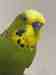 Budgerigar