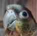 Conure