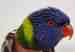 Lory / Lorikeet