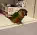 Conure