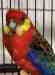 Rosella