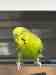 Budgerigar