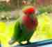 Lovebird