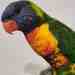 Lory / Lorikeet