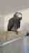 African Grey