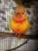 Lory / Lorikeet