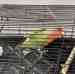 Lovebird