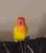 Lovebird