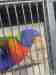Lory / Lorikeet