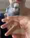 Budgerigar