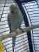 Indian Ringneck Parakeet