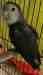 Lovebird