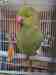 Indian Ringneck Parakeet