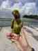 Indian Ringneck Parakeet