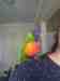 Lory / Lorikeet