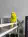 Budgerigar