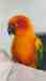 Conure