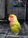 Lovebird