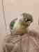 Conure