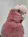 Galah Cockatoo