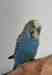 Budgerigar